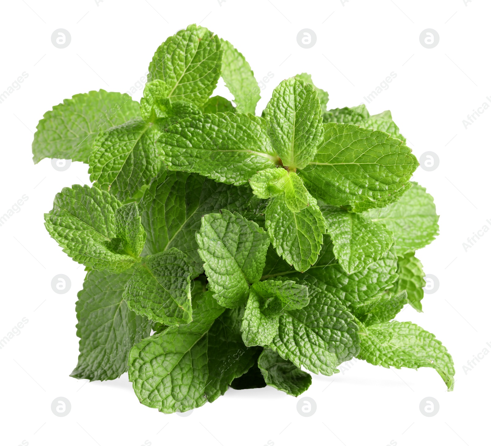 Photo of Fresh mint plant with green leaves isolated on white