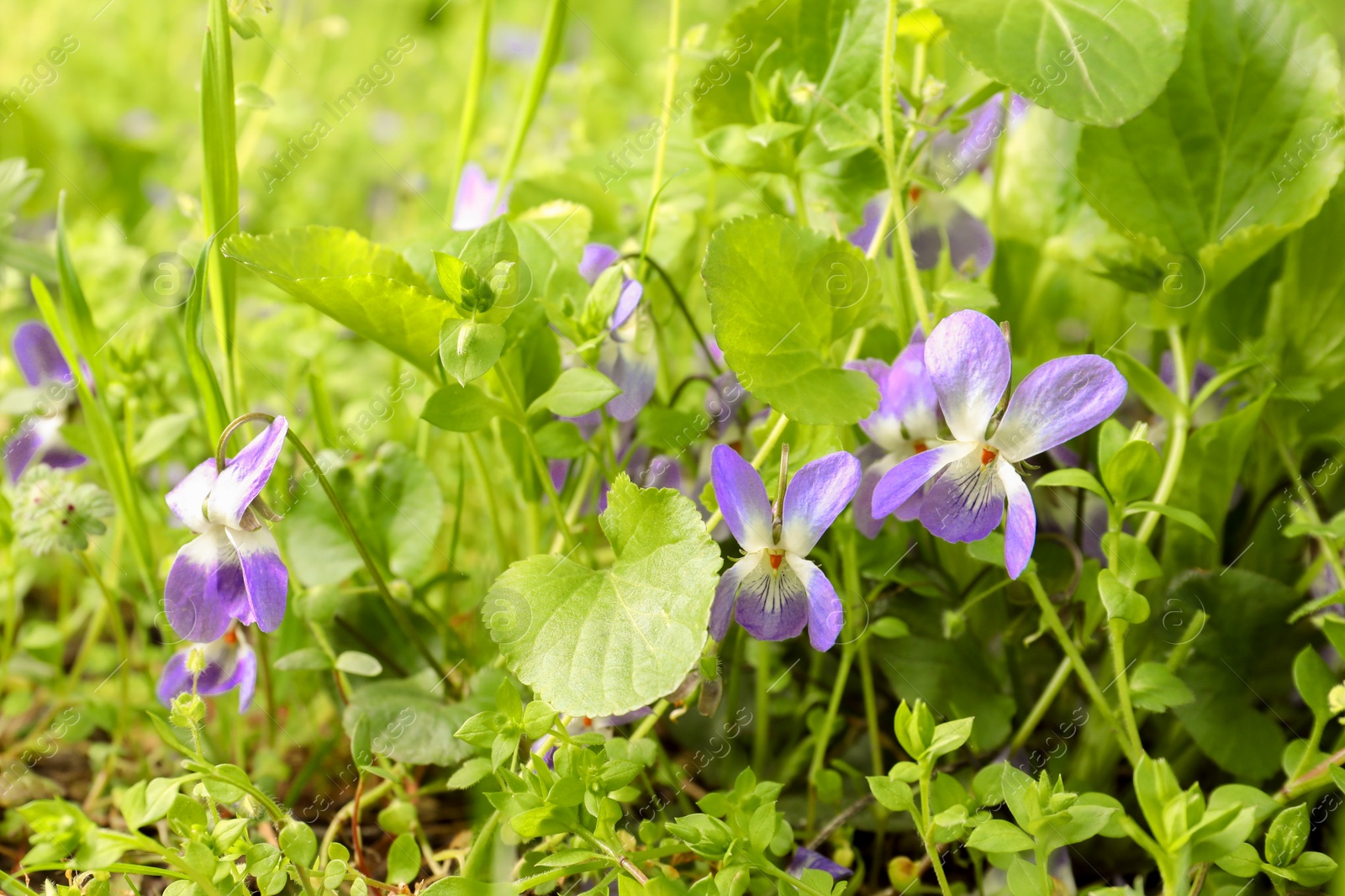 Photo of Beautiful wild violet flowers blooming in soil. Spring wood