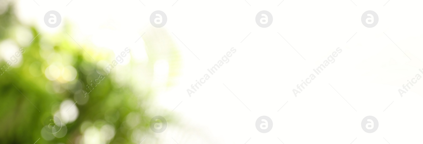 Image of Blurred view of abstract green background, bokeh effect. Springtime