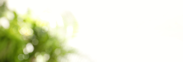 Image of Blurred view of abstract green background, bokeh effect. Springtime