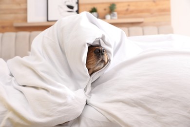 Photo of Cute English cocker spaniel covered with soft blanket indoors, closeup