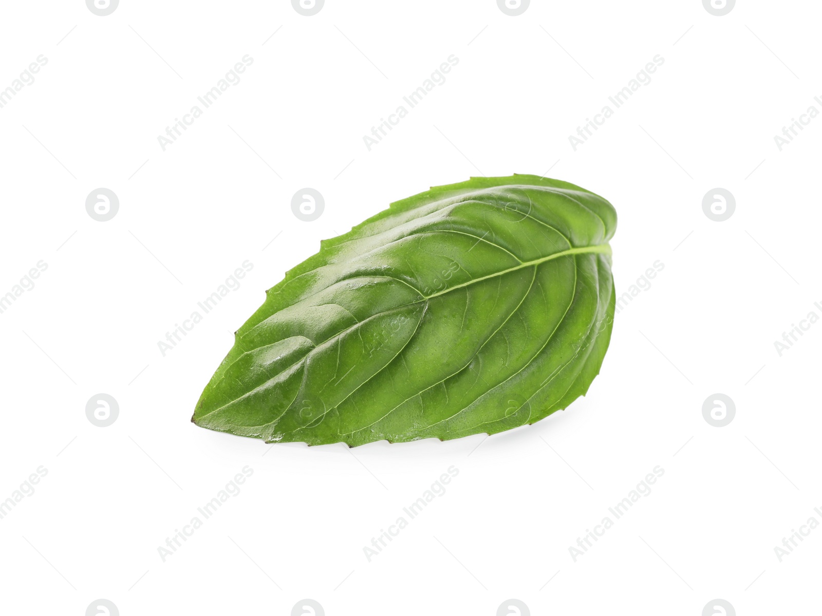 Photo of Fresh green basil leaf isolated on white