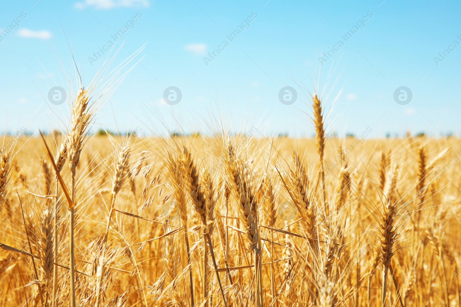 Photo of Wheat field on sunny day. Cereal farming