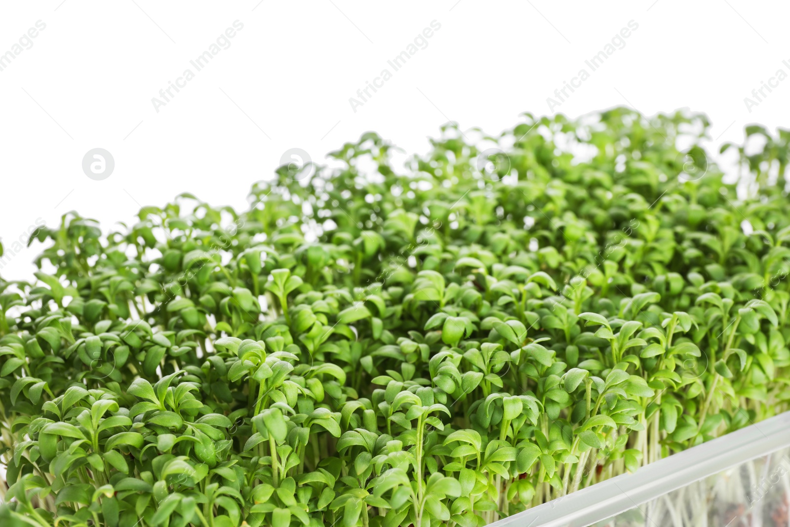 Photo of Fresh organic microgreen on white background, closeup