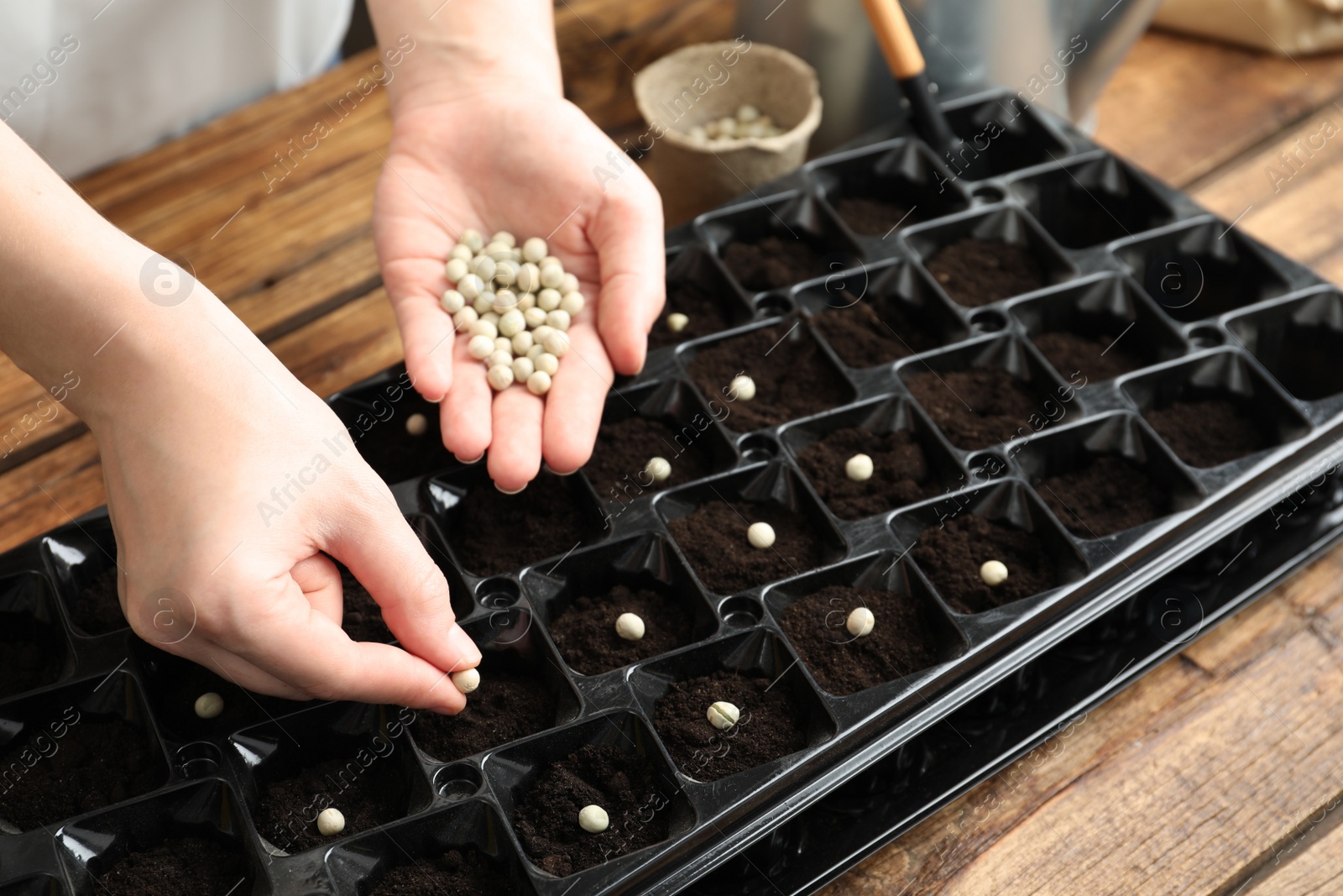 Photo of Woman planting soybeans into fertile soil at wooden table, closeup. Vegetable seeds