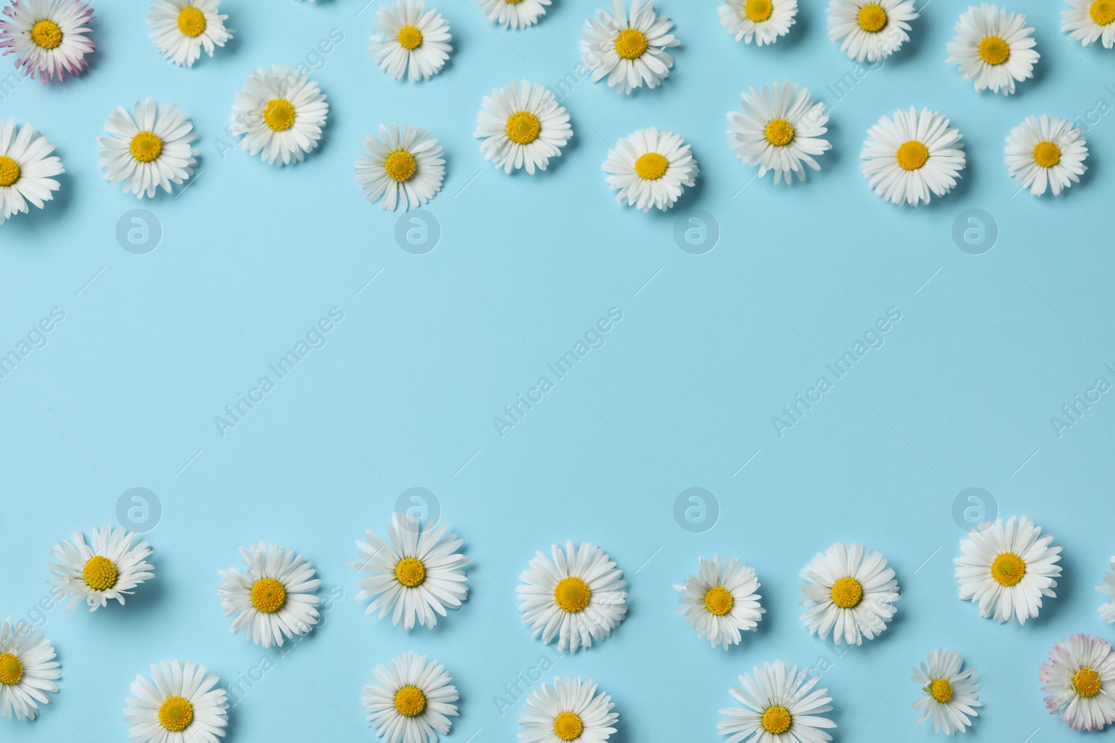 Photo of Many beautiful daisy flowers on light blue background, flat lay. Space for text