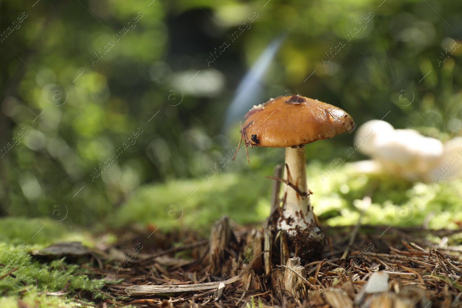 Photo of One poisonous mushroom growing in forest, closeup. Space for text