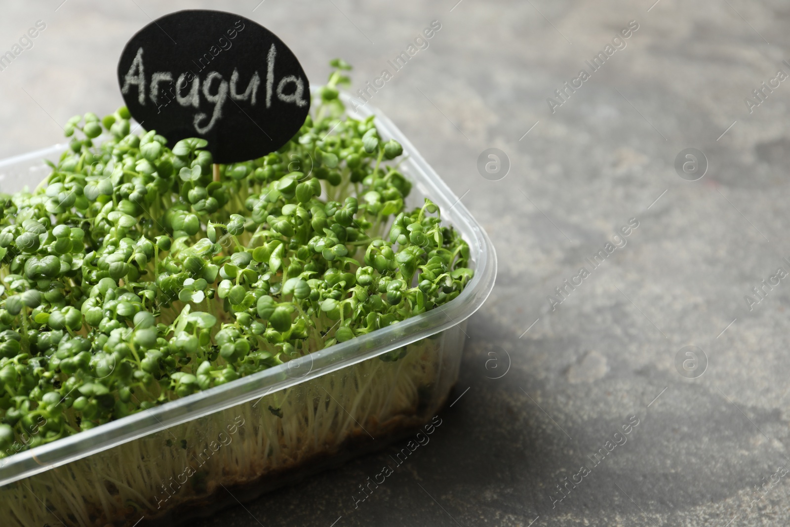 Photo of Sprouted arugula seeds in plastic container on grey table, closeup. Space for text