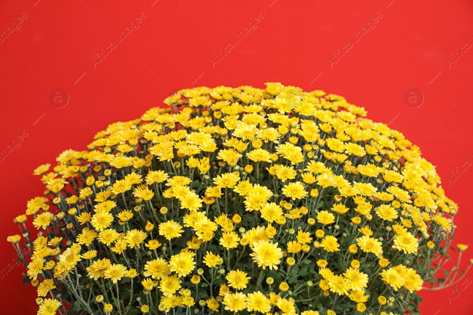 Photo of Beautiful chrysanthemum flowers on red background, closeup