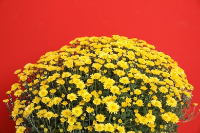 Beautiful chrysanthemum flowers on red background, closeup