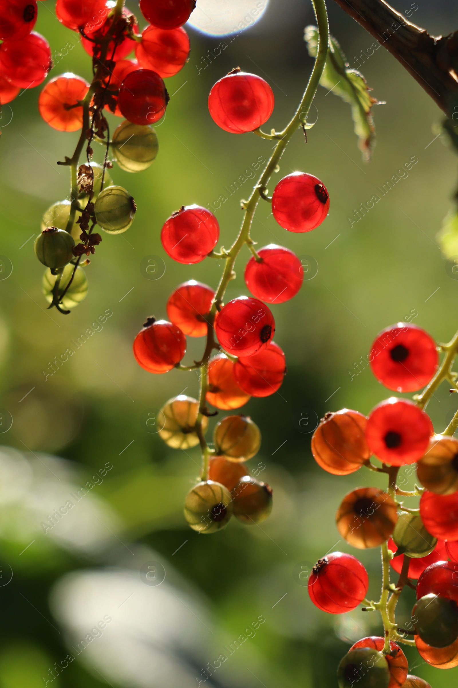 Photo of Closeup view of red currant bush with ripening berries outdoors on sunny day