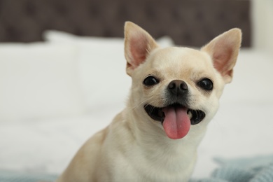 Adorable Toy Terrier on bed indoors. Domestic dog