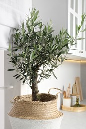 Beautiful potted olive tree on white countertop in stylish kitchen