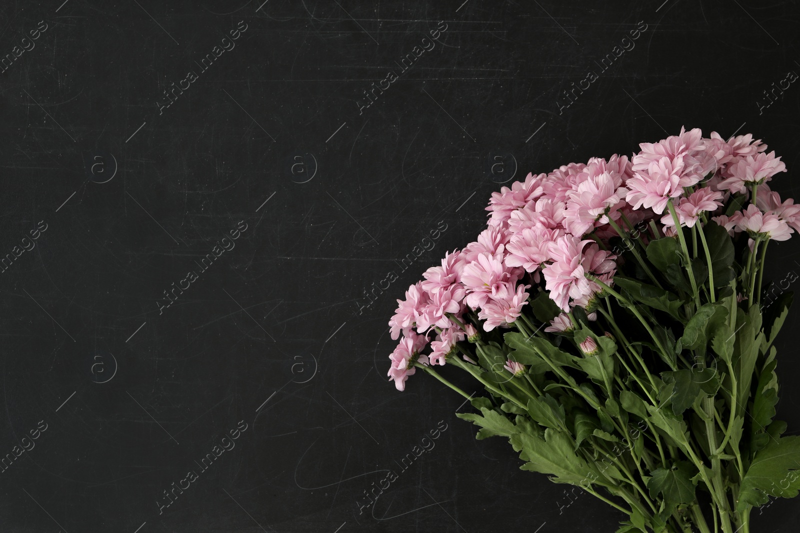 Photo of Beautiful pink flowers on blackboard, flat lay with space for text. Happy Teacher's Day