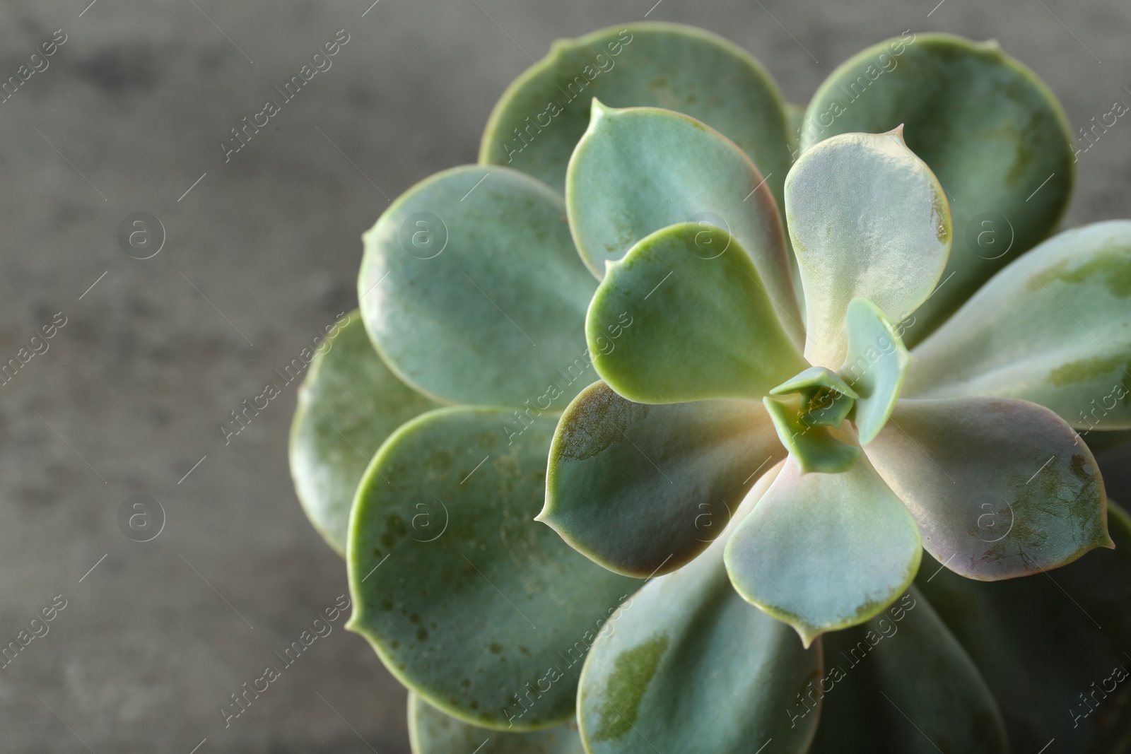 Photo of Beautiful echeveria on grey background, top view. Succulent plant