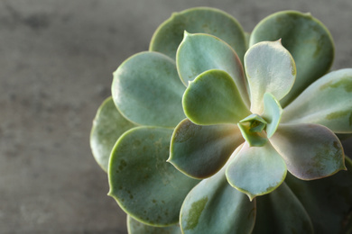 Photo of Beautiful echeveria on grey background, top view. Succulent plant