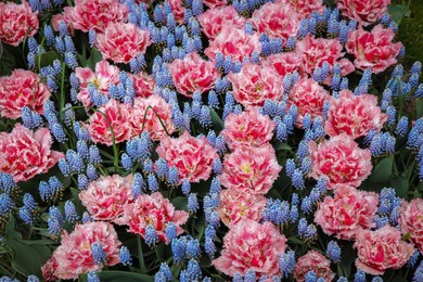 Photo of Many beautiful tulip and muscari flowers growing outdoors, above view. Spring season