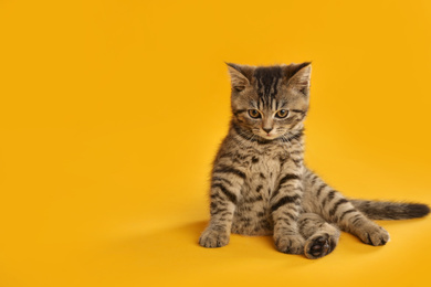 Photo of Cute tabby kitten on yellow background, space for text. Baby animal