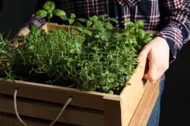 Woman holding wooden crate with different potted herbs, closeup