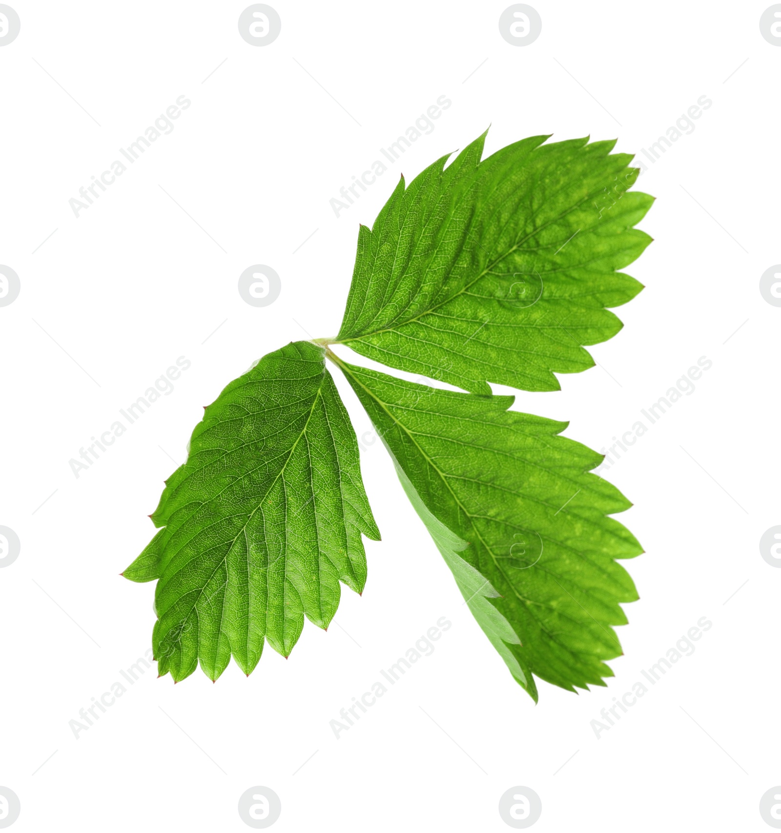 Photo of Green wild strawberry leaf isolated on white