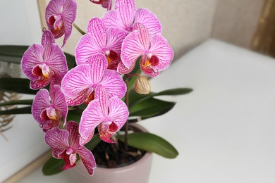 Photo of Beautiful pink orchid flower on white table, closeup. Space for text