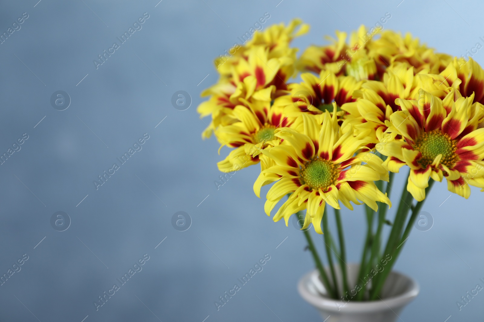 Photo of Vase with beautiful chrysanthemum flowers on blue background, closeup. Space for text