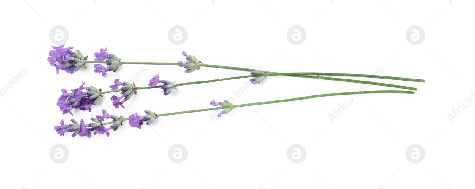 Photo of Beautiful aromatic lavender flowers isolated on white, top view