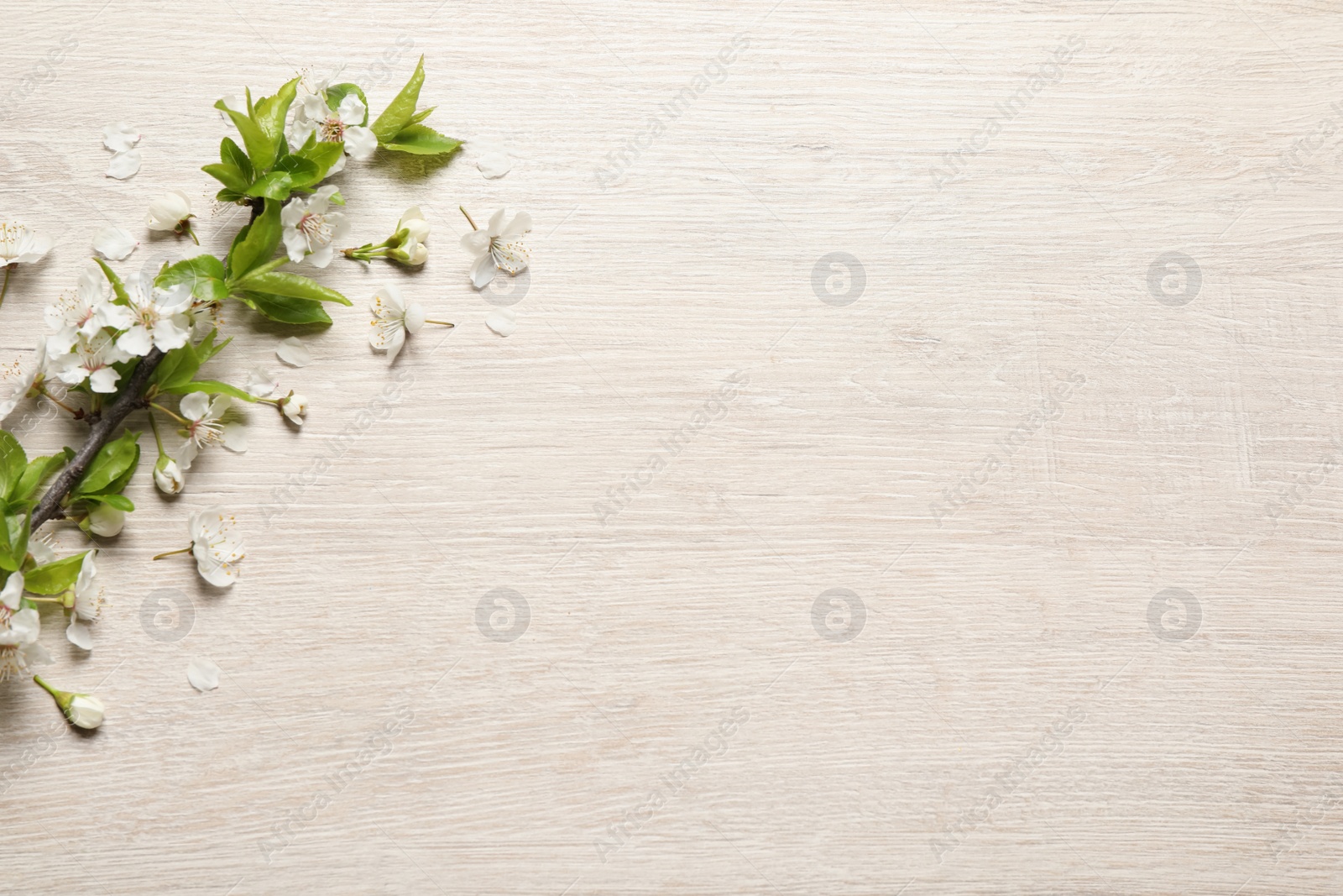 Photo of Cherry tree branch with beautiful blossoms on white wooden table, flat lay. Space for text