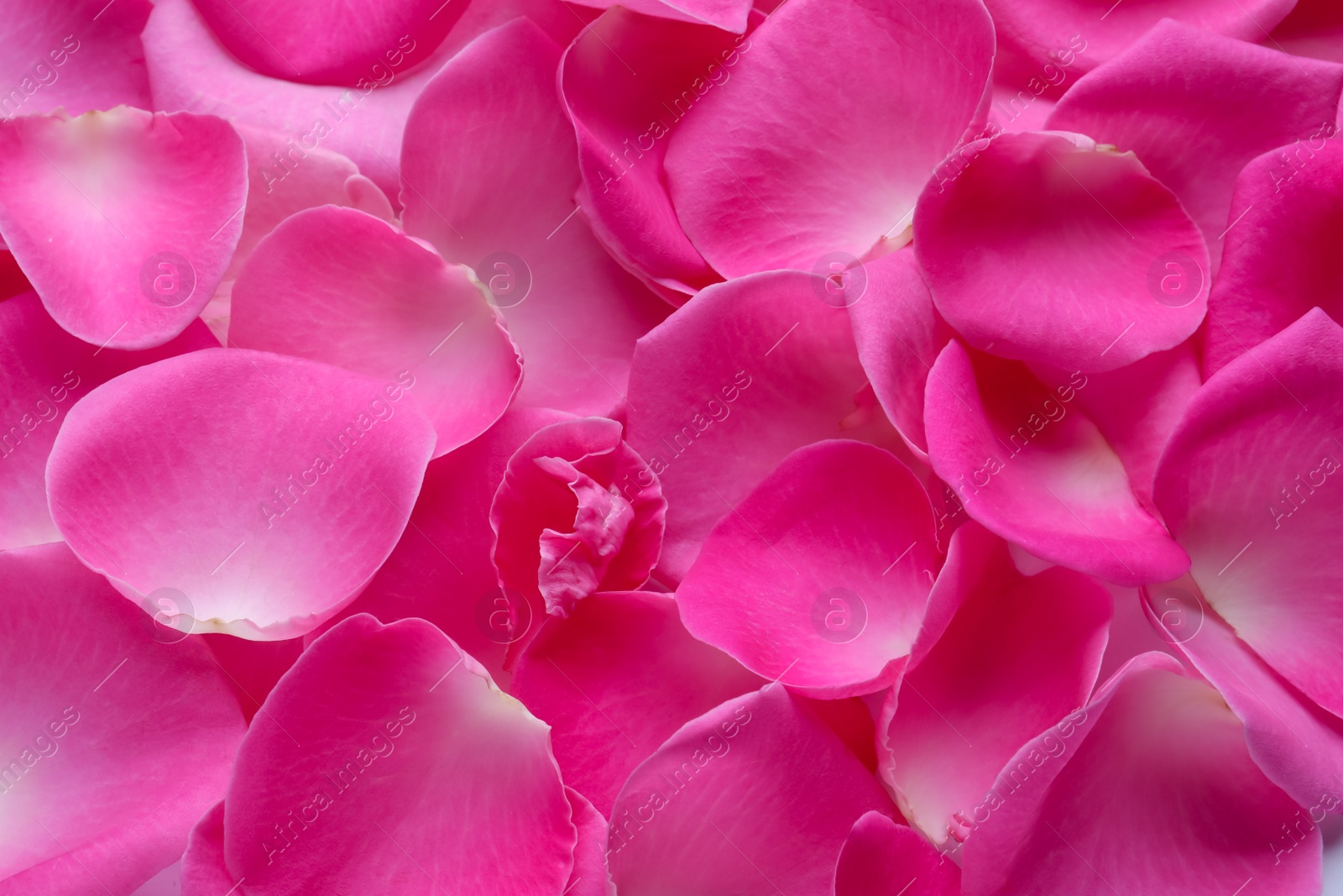 Photo of Many pink rose petals as background, closeup