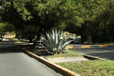 View of city street with road and agave plant