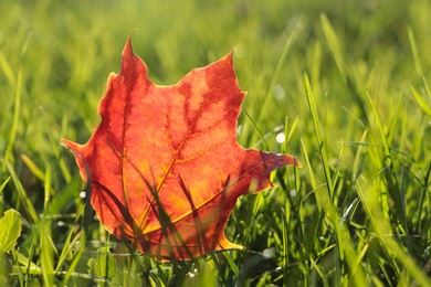 Beautiful fallen leaf among green grass outdoors on sunny autumn day, closeup. Space for text