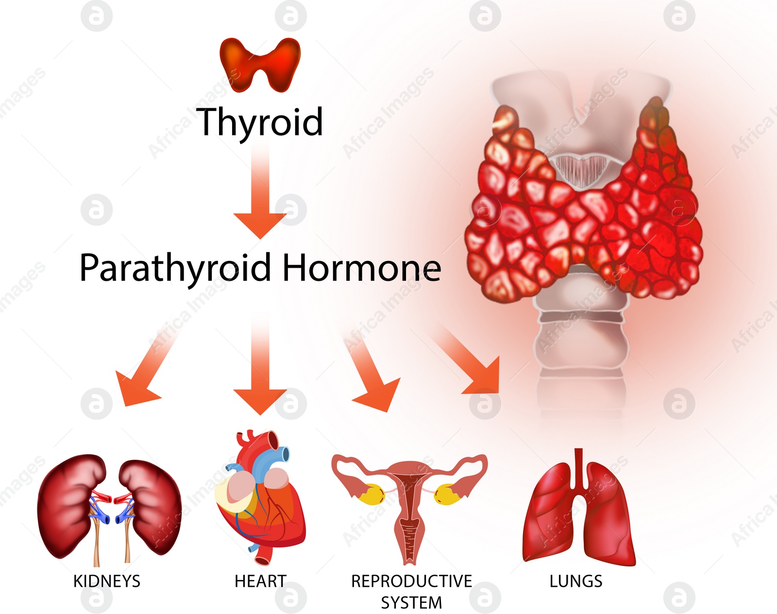 Illustration of  thyroid gland and different icons showing which human organs it affects on light background. Medical poster