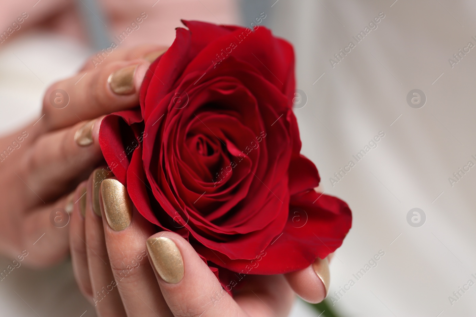 Photo of Woman with gold manicure holding rose on blurred background, closeup. Nail polish trends