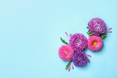 Beautiful aster flowers on color background, top view. Space for text