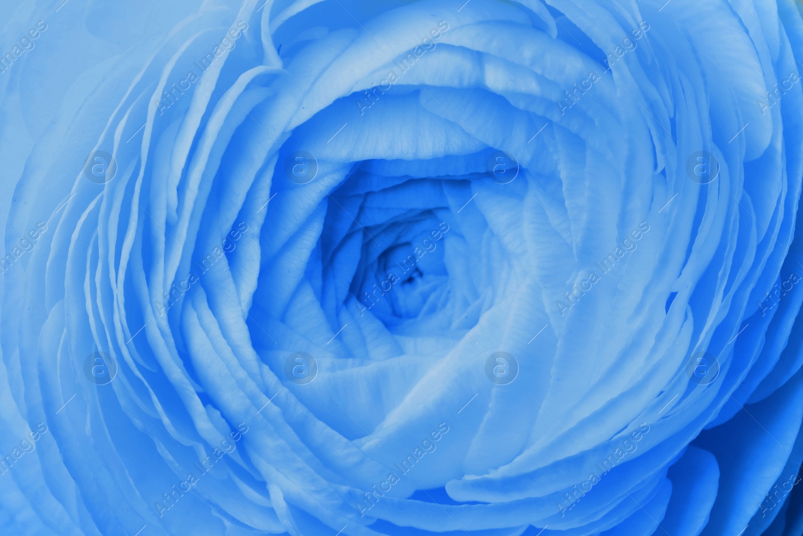 Image of Beautiful light blue ranunculus flower as background, closeup