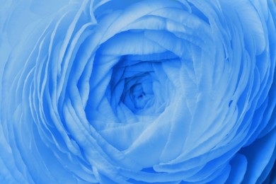 Image of Beautiful light blue ranunculus flower as background, closeup