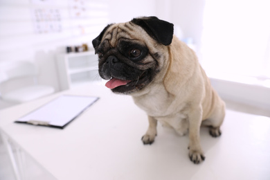 Photo of Cute pug dog on white table in clinic. Vaccination day