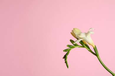 Beautiful freesia flowers on light pink background. Space for text