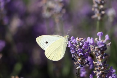 Photo of Beautiful butterfly in lavender field on sunny day, closeup