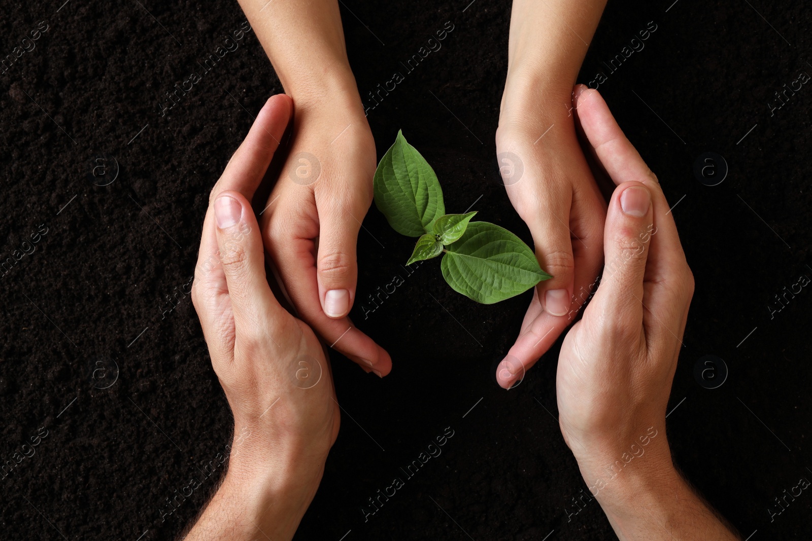 Photo of Couple protecting young seedling in soil, top view. Planting tree