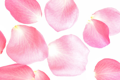 Photo of Fresh pink rose petals on white background, top view