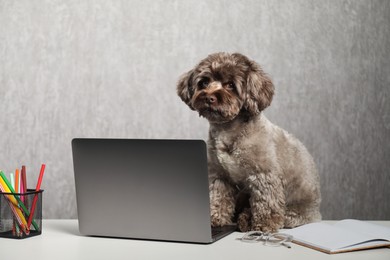 Photo of Cute Maltipoo dog on desk with laptop and stationery indoors