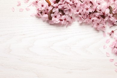 Beautiful sakura tree blossoms on white wooden background, flat lay. Space for text