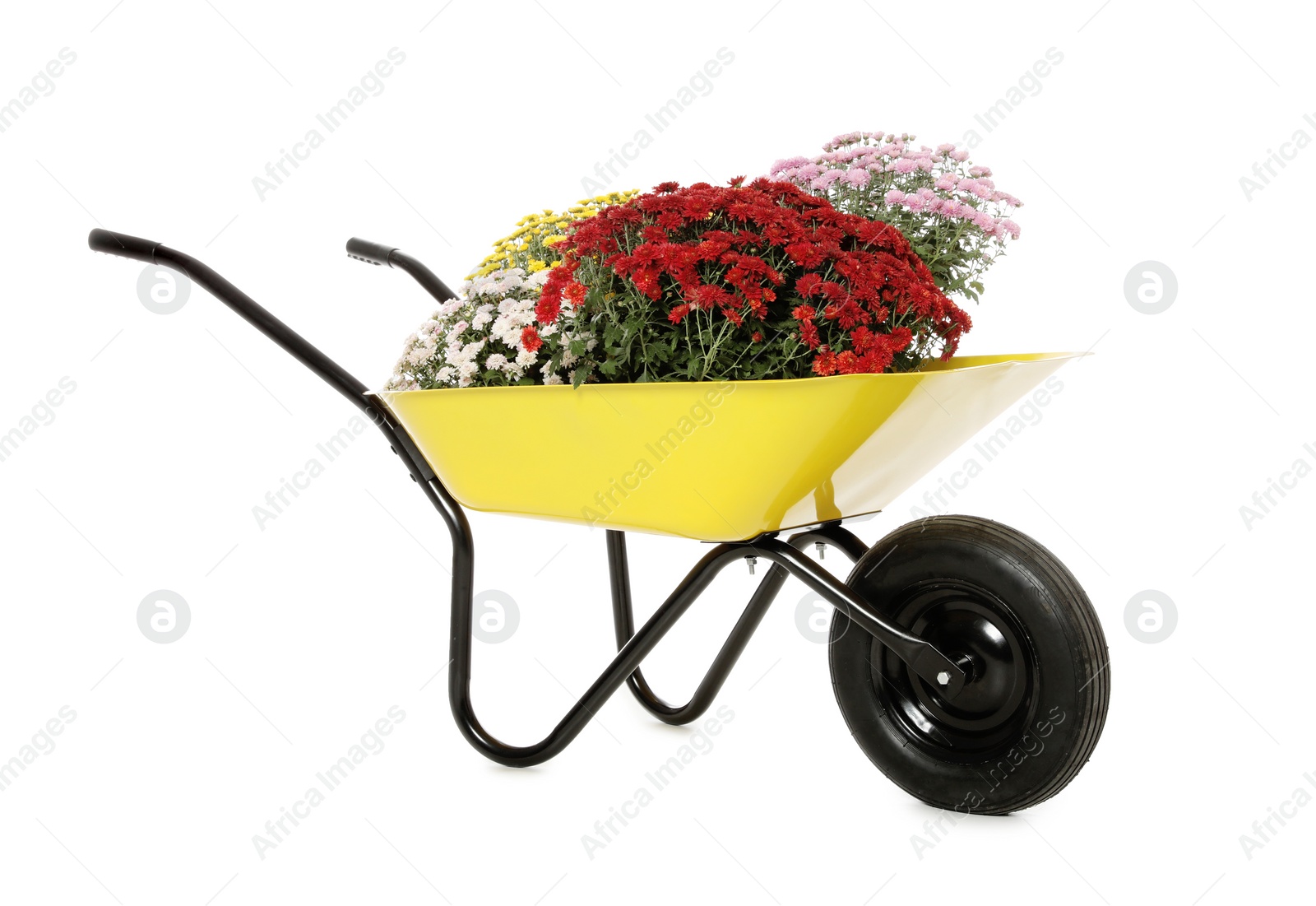Image of Beautiful potted chrysanthemum flowers in garden cart on white background