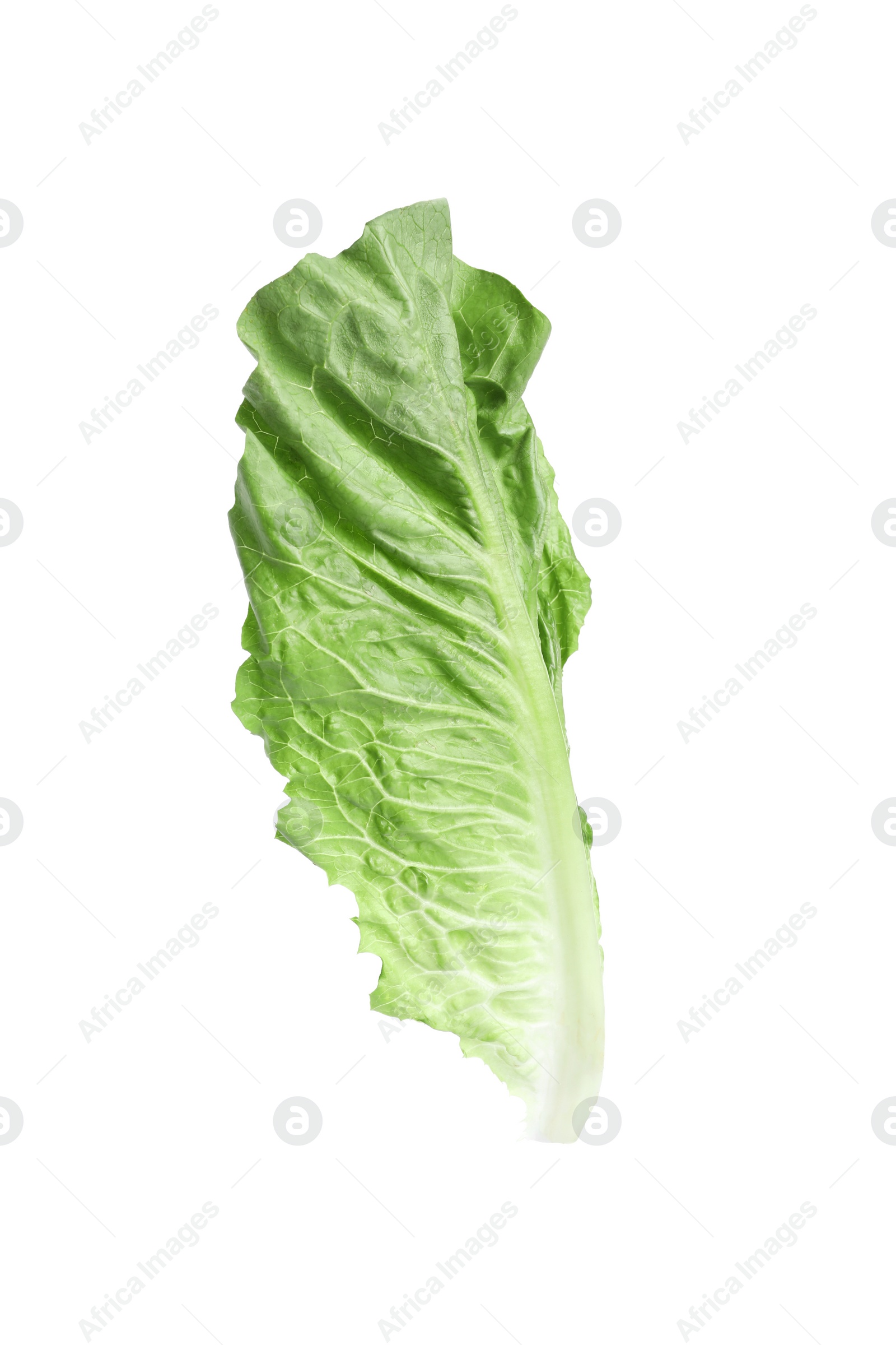 Photo of Fresh leaf of green romaine lettuce isolated on white