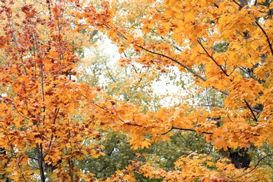 Beautiful trees with bright leaves in park on autumn day