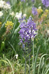 Photo of Beautiful Camassia growing outdoors, closeup. Spring season