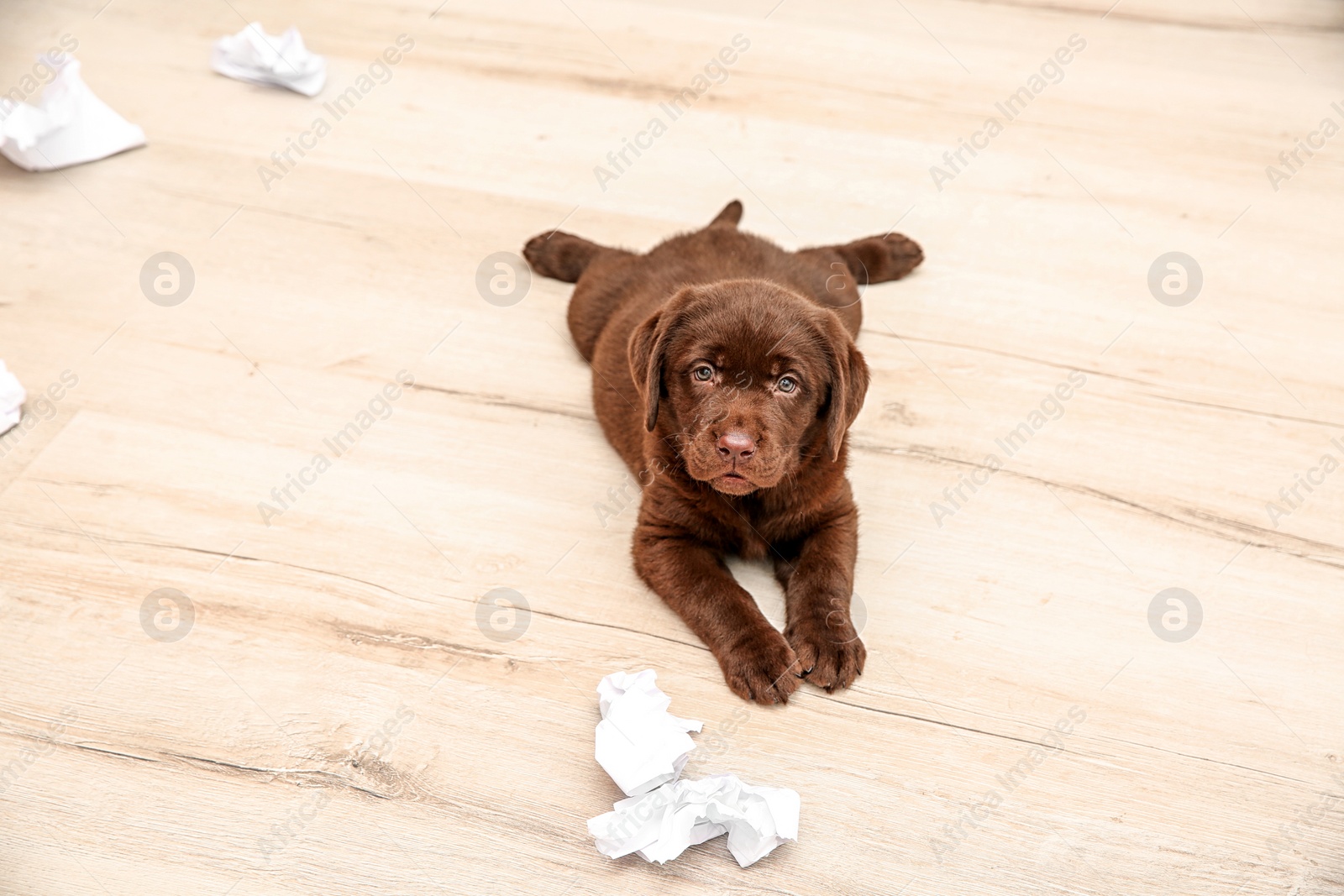 Photo of Mischievous chocolate Labrador Retriever puppy and torn paper on floor