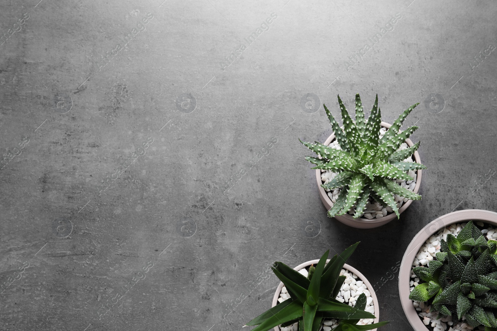 Photo of Beautiful Aloe and Haworthia in pots on grey table, flat lay with space for text. Different house plants