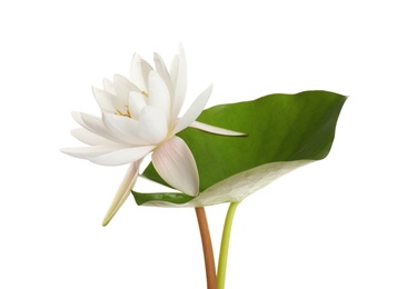 Photo of Beautiful blooming lotus flower with green leaf isolated on white